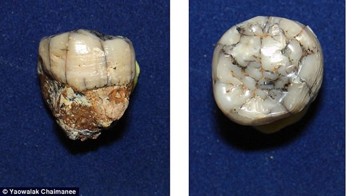 ��ѧ�ҷ����˾�Գ�������ʣ����־�Գ�������������ɭ�ֵ�����