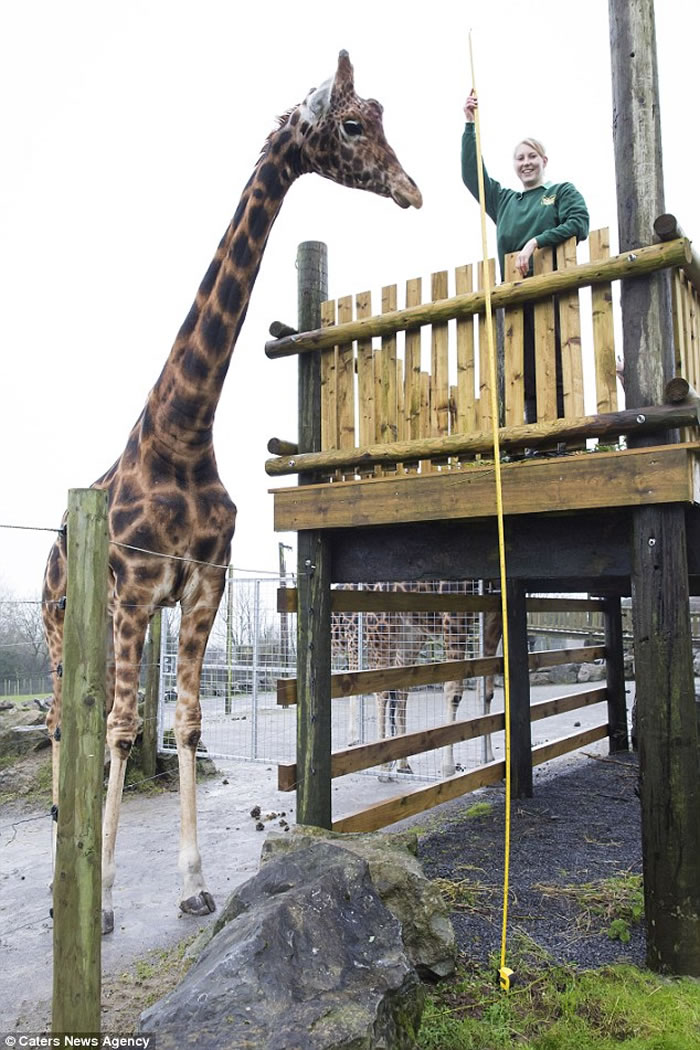 Ӣ������԰һֻ����¹���ߴ�5.8�� ���ܳ�Ϊ��������ߵĳ���¹