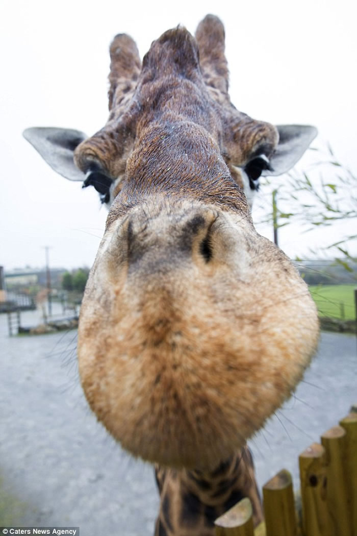 Ӣ������԰һֻ����¹���ߴ�5.8�ף����ܳ�Ϊ��������ߵĳ���¹