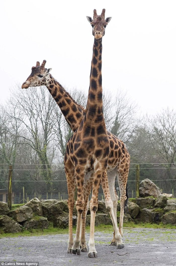 Ӣ������԰һֻ����¹���ߴ�5.8�ף����ܳ�Ϊ��������ߵĳ���¹