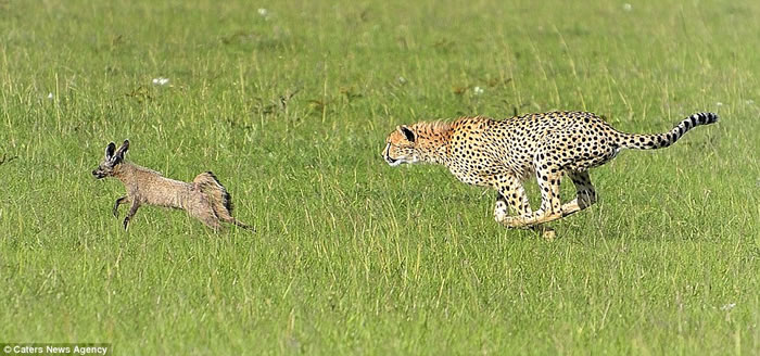 肯尼亚马赛马拉国家自然保护区一只猎豹在捕食野狗时反遭猎物疯狂追逐