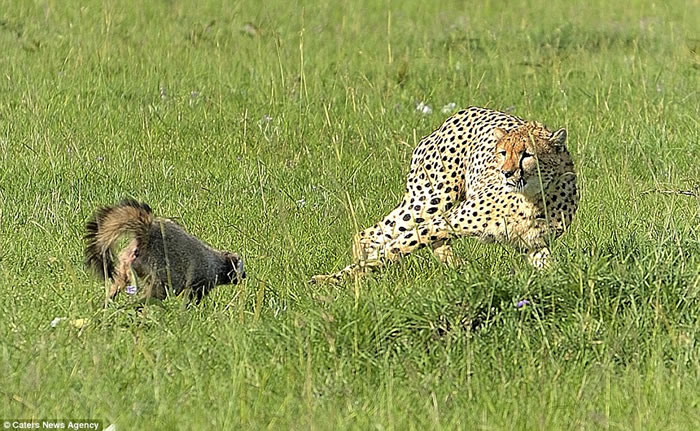 肯尼亚马赛马拉国家自然保护区一只猎豹在捕食野狗时反遭猎物疯狂追逐
