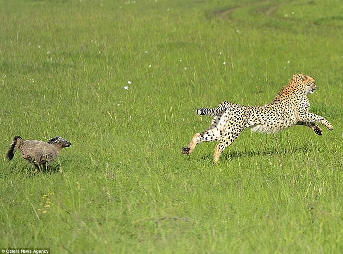 肯尼亚马赛马拉国家自然保护区一只猎豹在捕食野狗时反遭猎物疯狂追逐