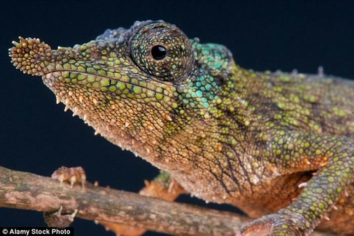 科学家最新研究显示,变色龙具有超强的弹舌捕食能力,瞬间弹出舌头,最快时速达到97公里。