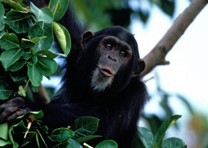 ������Ϯ�������������ɵĵܼܵ��õ�������������ͼƬ��