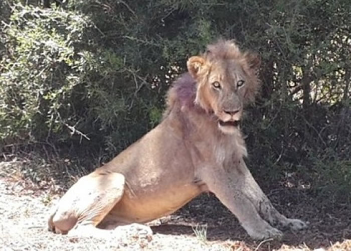 ��ʨ�ľ���״��������˫�۾�������