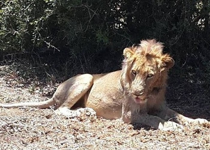 ʨ�Ӷ�ʱ�����ط�����Ȼ