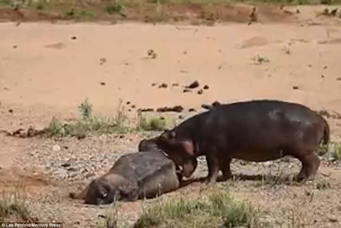 �Ϸǿ�³����ҹ�԰�������Ұţ����˺ҧʬ����ҫ������λ