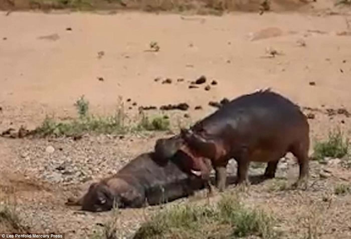 �Ϸǿ�³����ҹ�԰�������Ұţ����˺ҧʬ����ҫ������λ