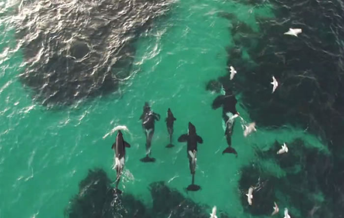 Ų��������Ԯ��֯����һ�Ρ������ڡ���Ұ�������������ӰƬ