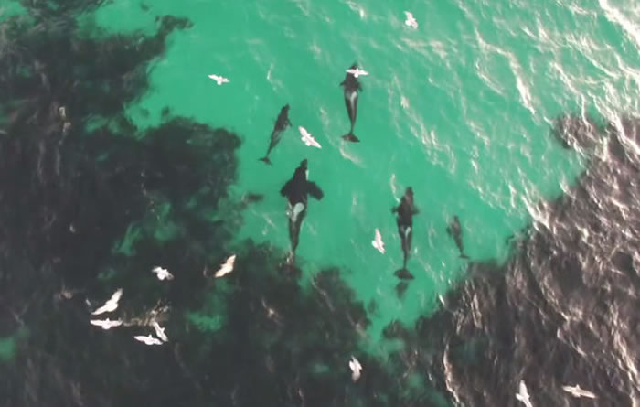 Ų��������Ԯ��֯����һ�Ρ������ڡ���Ұ�������������ӰƬ