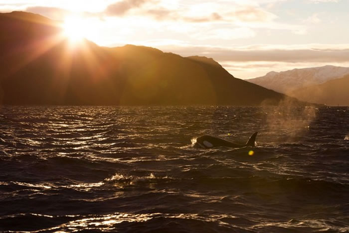 Ų��������Ԯ��֯����һ�Ρ������ڡ���Ұ�������������ӰƬ