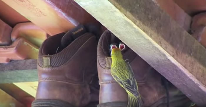 农人把工作鞋挂在屋顶,结果被鸟类朋友当现成鸟巢。