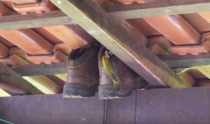 金丝雀把「踢不烂」当成新房定居下来,哺育雏鸟。