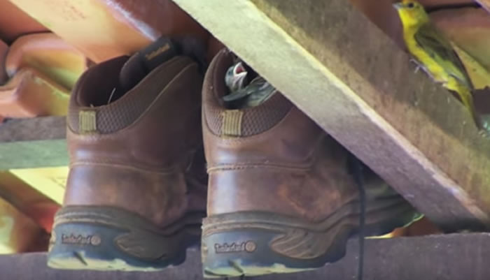 看它们如此「安居乐业」,鞋主人也不好意思拿回来穿,决定继续租给它们,直到小雏鸟会飞、自行离去为止。