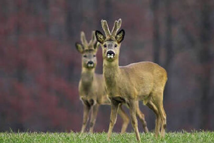 生态西藏成野生动物逍遥领地