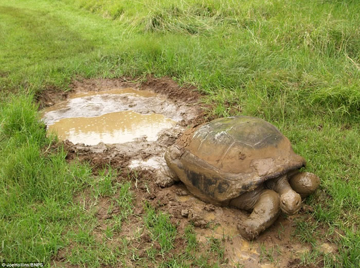 乔纳森患有白内障,双目失明,嗅觉亦已丧失,损害了它觅食的能力