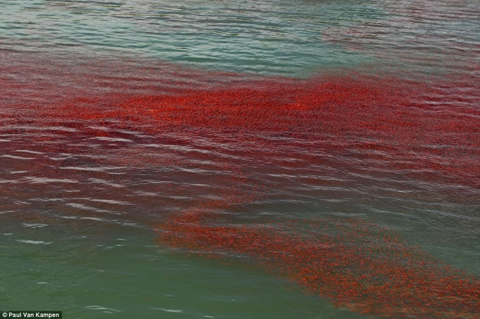 新西兰丹尼丁奥塔哥半岛附近水域被一大群小龙虾“染红”