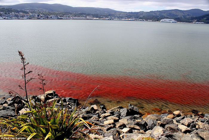 新西兰丹尼丁奥塔哥半岛附近水域被一大群小龙虾“染红”