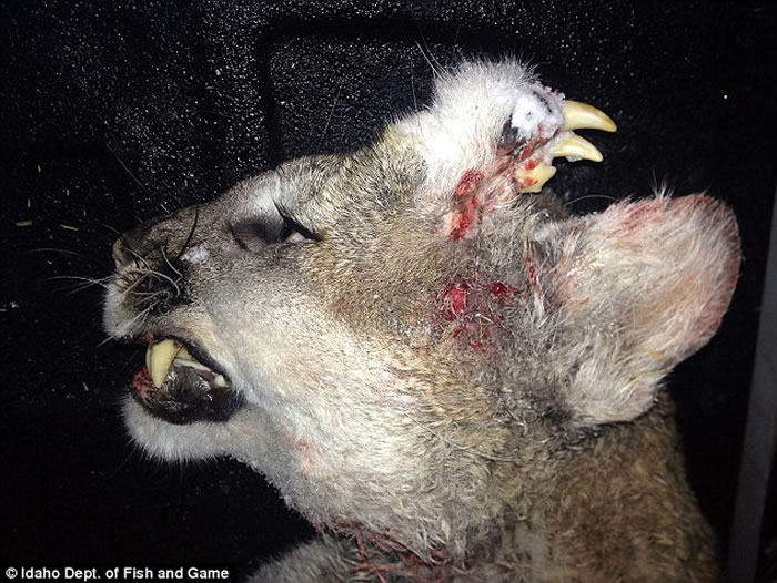 ��������������˲�ɱ����ʨ����ʨ��ͷ�Ͼ�Ȼ���ż�������