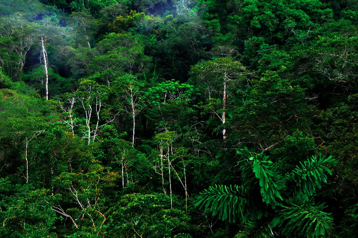 新研究显示一些热带森林很可能在末次冰期扩张