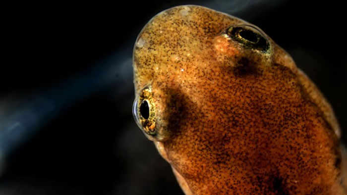 独特基因帮助蝾螈通过皮肤呼吸