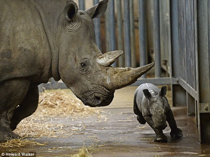 С��Ϭţ��ĸ��÷³�¶�����