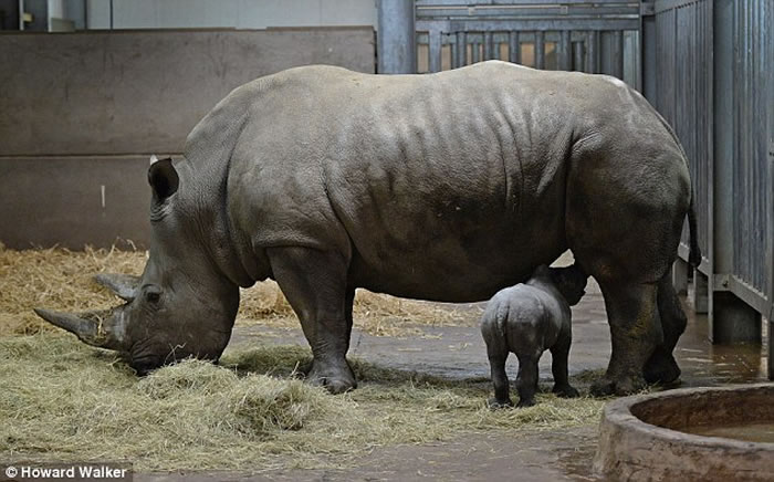 ÷³������µ�Ů��