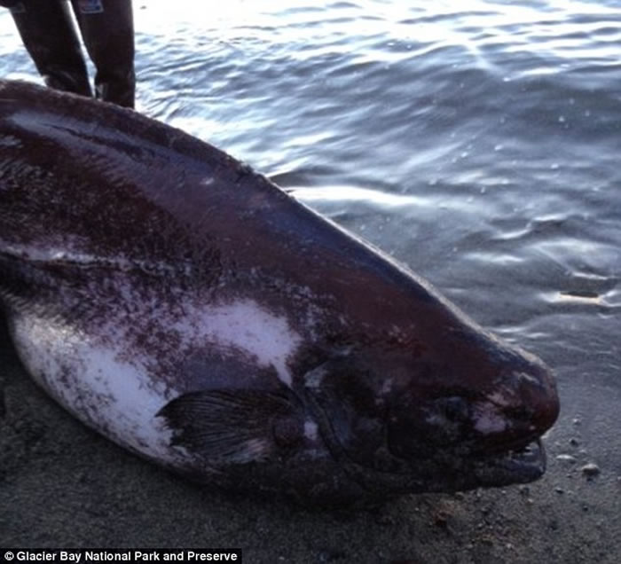 这条怪鱼长1.83米,浑身软绵绵,仿佛没有骨头一般。