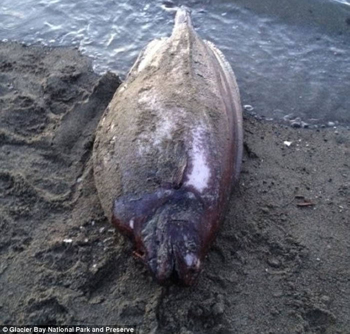 鱼被冲上海岸时的样子