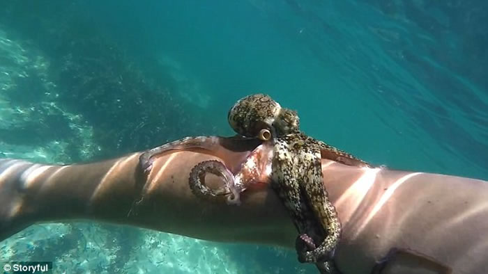 澳大利亚男子浮潜时意外被一只小章鱼缠住手臂难以挣脱