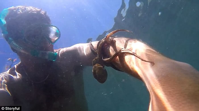 澳大利亚男子浮潜时意外被一只小章鱼缠住手臂难以挣脱