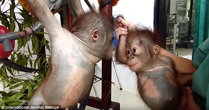 红毛猩猩宝宝Gito和Asoka初次见面就变成好朋友 之前双方均被遗弃