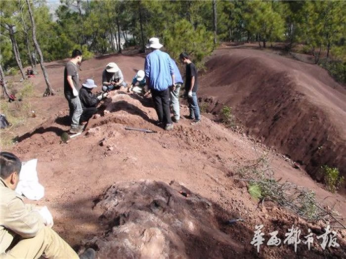 “何氏通安龙”发现后曾被秘密保护十多年