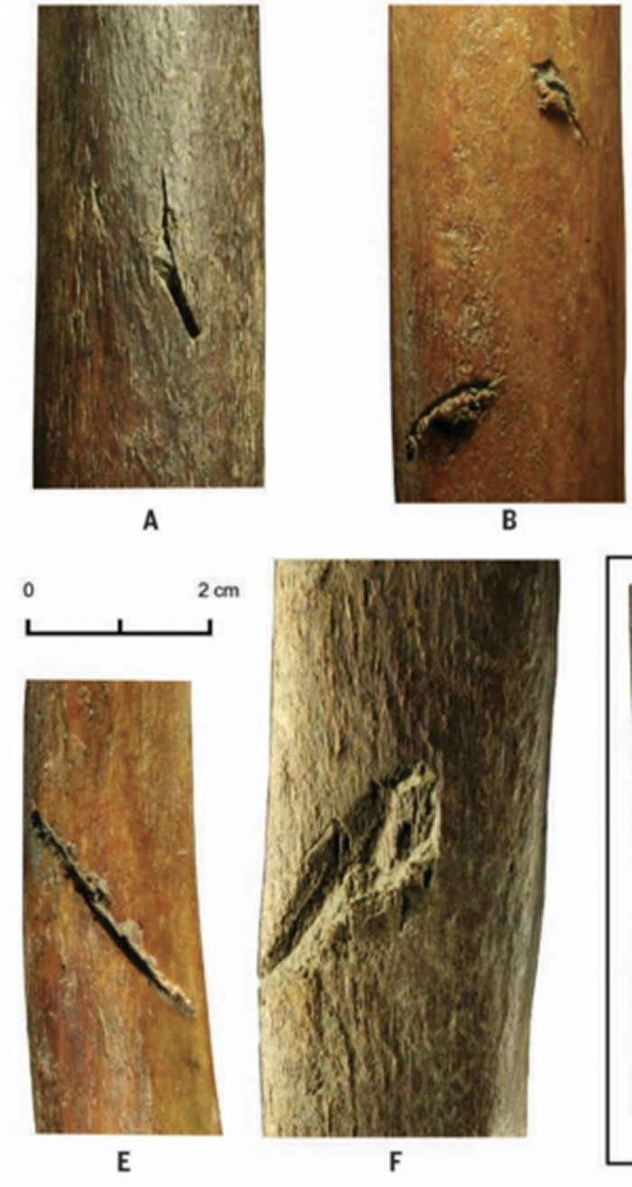 猛犸象尸体伤痕表明人类在北极出现的时间比先前认为的要早一万年