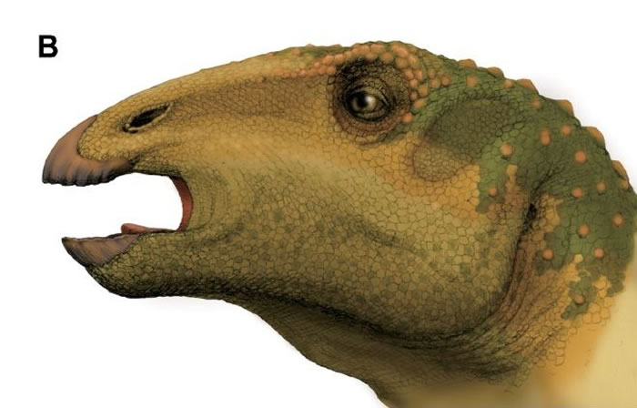 泰国东北部发现禽龙新种类化石被命名为“诗琳通龙”