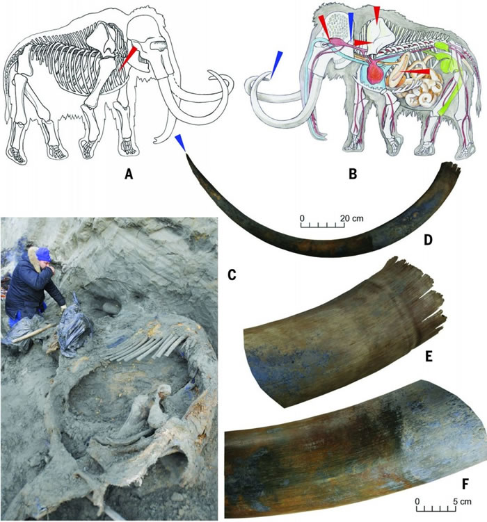 早期人类于4.5万年前抵达北极地区捕猎猛犸象