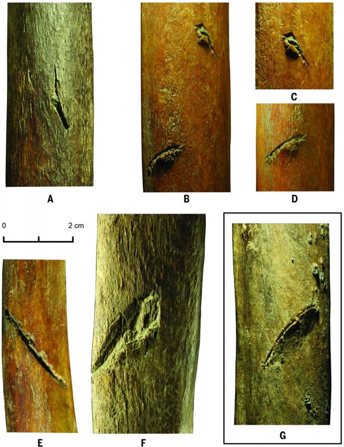 早期人类于4.5万年前抵达北极地区捕猎猛犸象