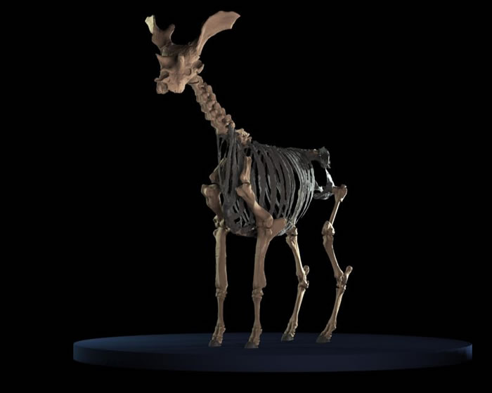 3Dɨ�輼������Ļ�ϡ��������¹��Զ������ ����ʷ���������ķ�ۻ����