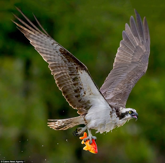加拿大摄影师在池塘旁用镜头捕捉到鱼鹰优雅擒获金鱼的场景