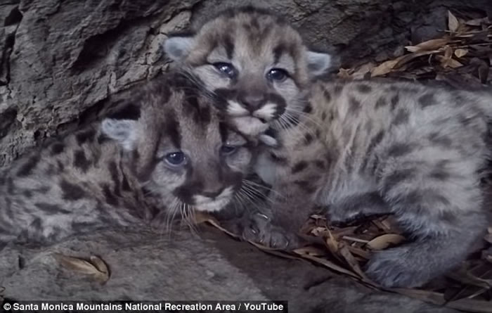 ����������ɼ��ʥĪ�Ῠɽ������2ֻɽʨ����