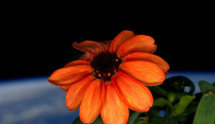国际空间站种出第一朵太空花——百日菊
