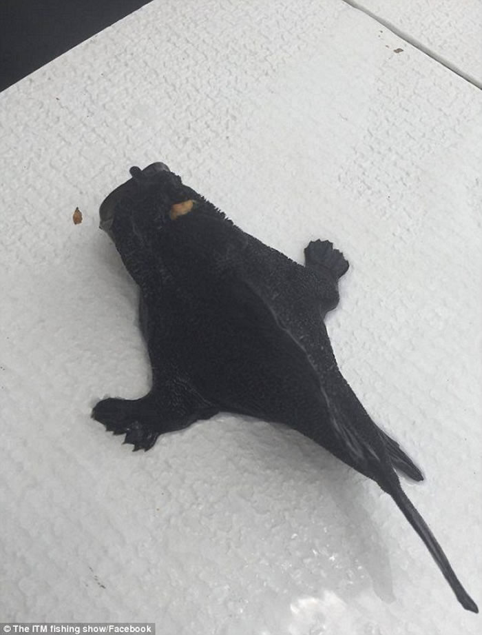 Te Papa���������Facebookҳ����չʾ���������������Ƭ