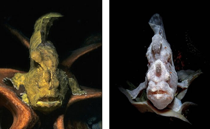 ����ͼƬ�����������飬������Ϊ��������������