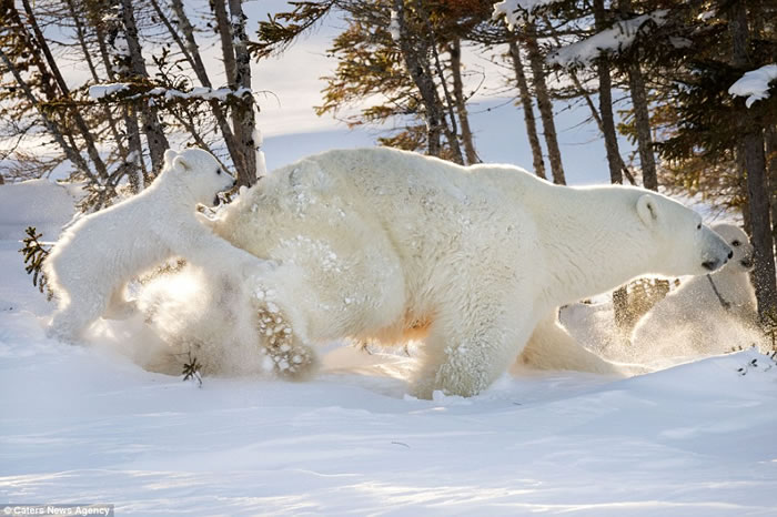 摄影师Daisy Gilardini在加拿大瓦布斯克国家公园抓拍到北极熊宝宝紧抓母亲尾部“搭顺风车”