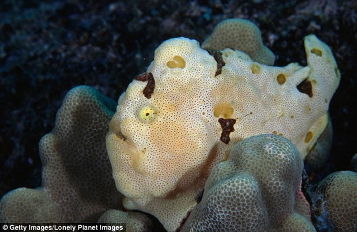 ���������������(frogfish)����