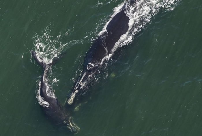 北大西洋露脊鲸再次现身美国南卡罗来纳州海域