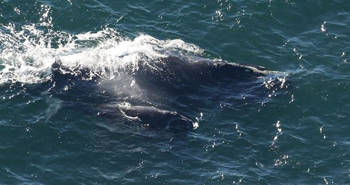 北大西洋露脊鲸再次现身美国南卡罗来纳州海域
