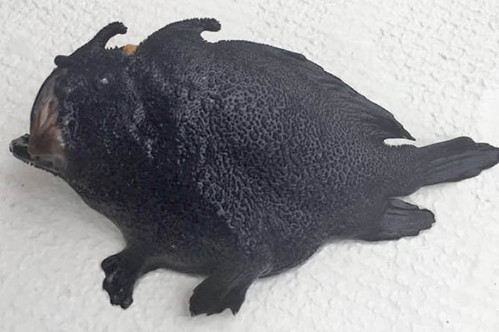 ���ز����ָ�����������