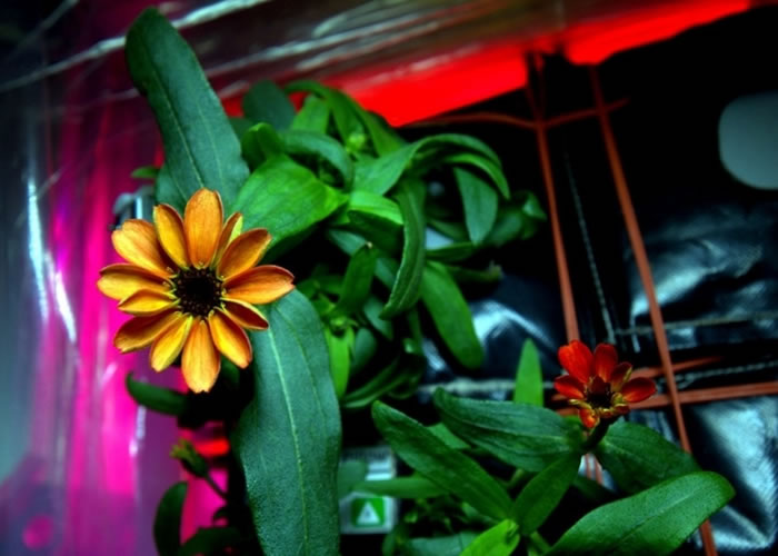 “太空第一花”的枝叶茂盛,为国际太空站人员带来一股暖意。